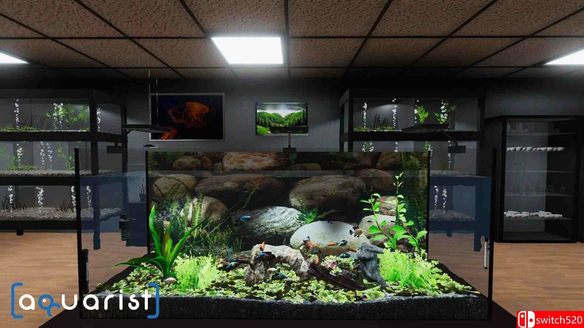 《水族馆（Aquarist）》官方中文 集成美洲鱼DLC [中文/繁体/英文/日语]