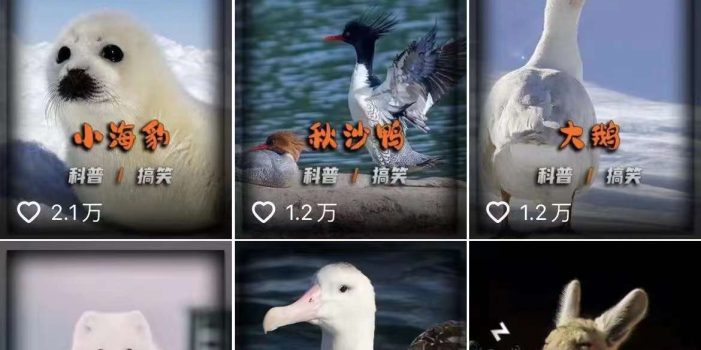 动物科普解说项目,撸创作者伙伴计划收益,保姆级实战教程